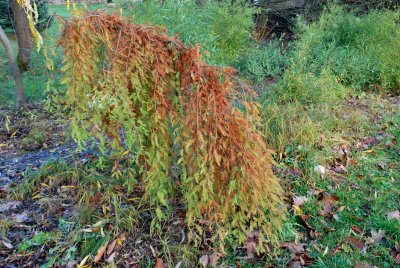 Taxodium distichum 'Cascade Falls'  - tisovec dvouřadý - podzimní habitus (96)